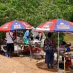 En Guyane, l'acoupa rouge, "symbole" en voie de raréfaction