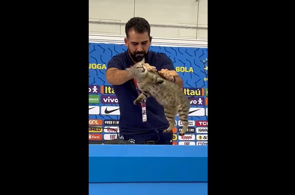 Coupe du monde 2026 : la malédiction du chat à l’origine de l’élimination du Brésil ?