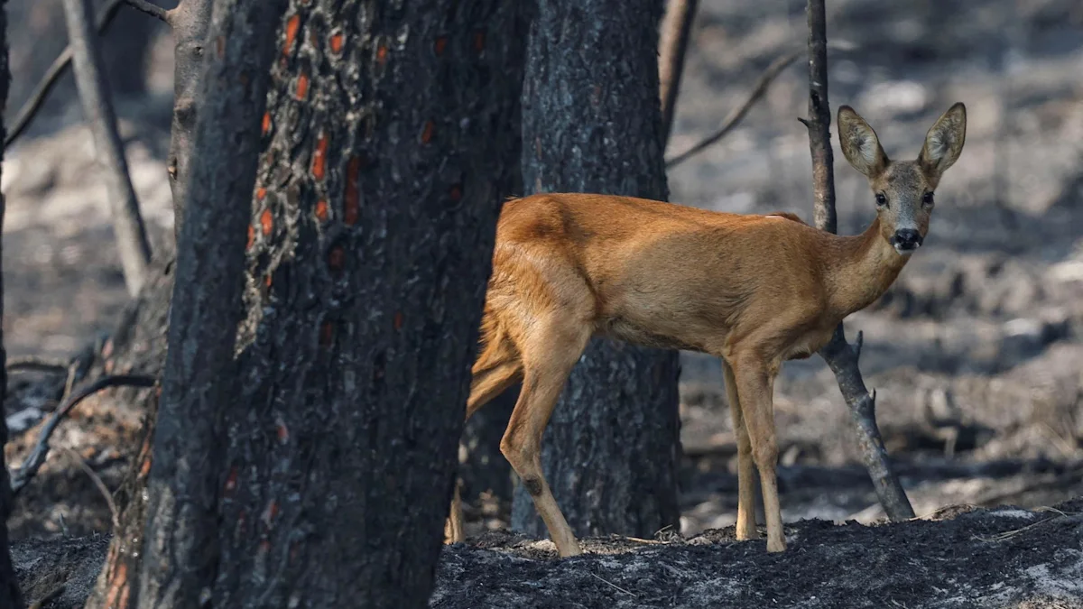 Incendies : pourquoi chaque forêt touchée devrait envisager d’interdire la chasse